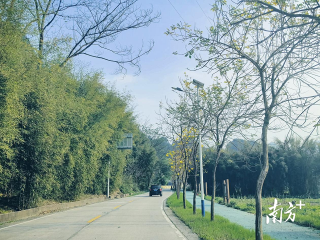 鱼水村进村主干线上栽植了近2公里的黄花风铃木。