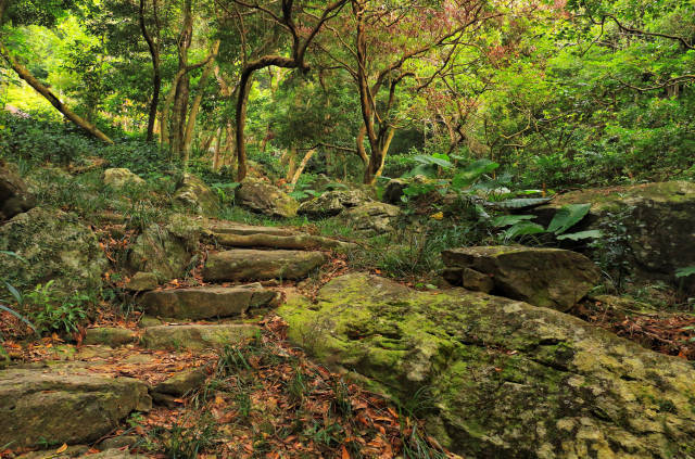 自然野趣探索径被誉为深圳最美森林古道。