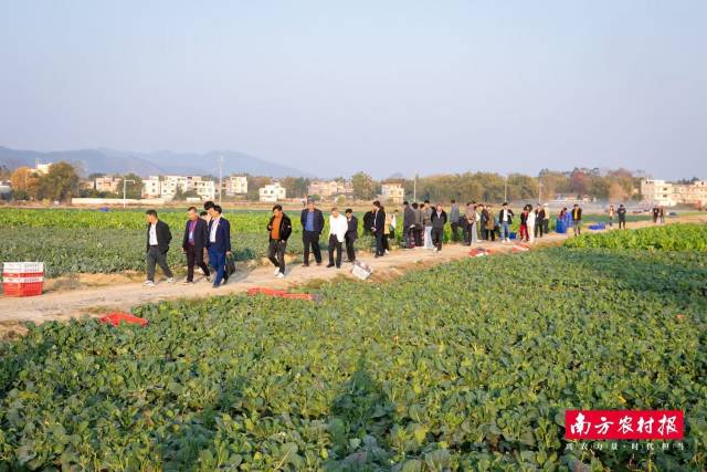 南方农村报 王富迪 拍摄