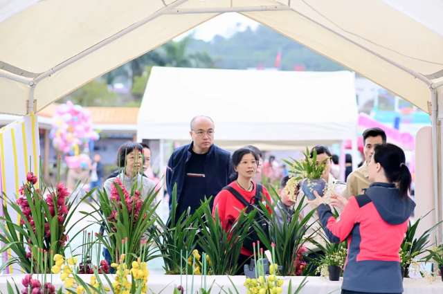 往年广东省（四会·石狗）年兰花旅游文化节盛况。