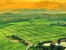 韶关浈江犁市镇：推进农田“四变” 守牢粮食安全“金色防线”