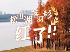 最美松湖｜松山湖冬日专属“美拉德”森林上线