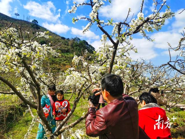 “中国李乡”信宜钱排10万亩李花次第盛开