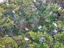 视频｜白色精灵舞动生态水乡，走进鹤山版鸟的天堂