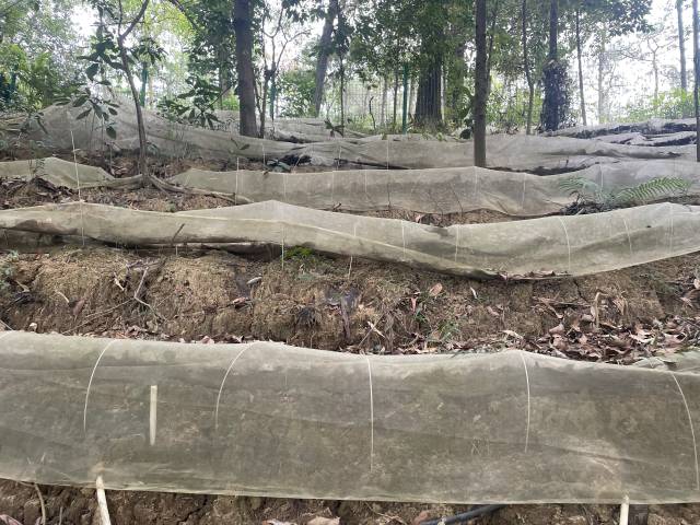 鹤山大力发展仿野生灵芝等林下经济