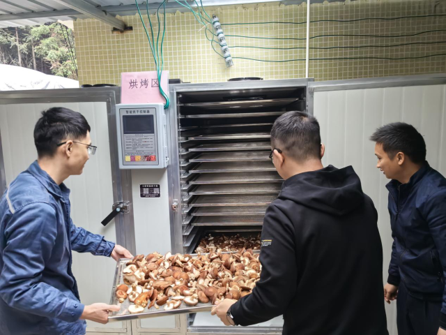 供电局志愿服务队与工作队共同为烘干设备送入第一炉待烘烤的鲜香菇。