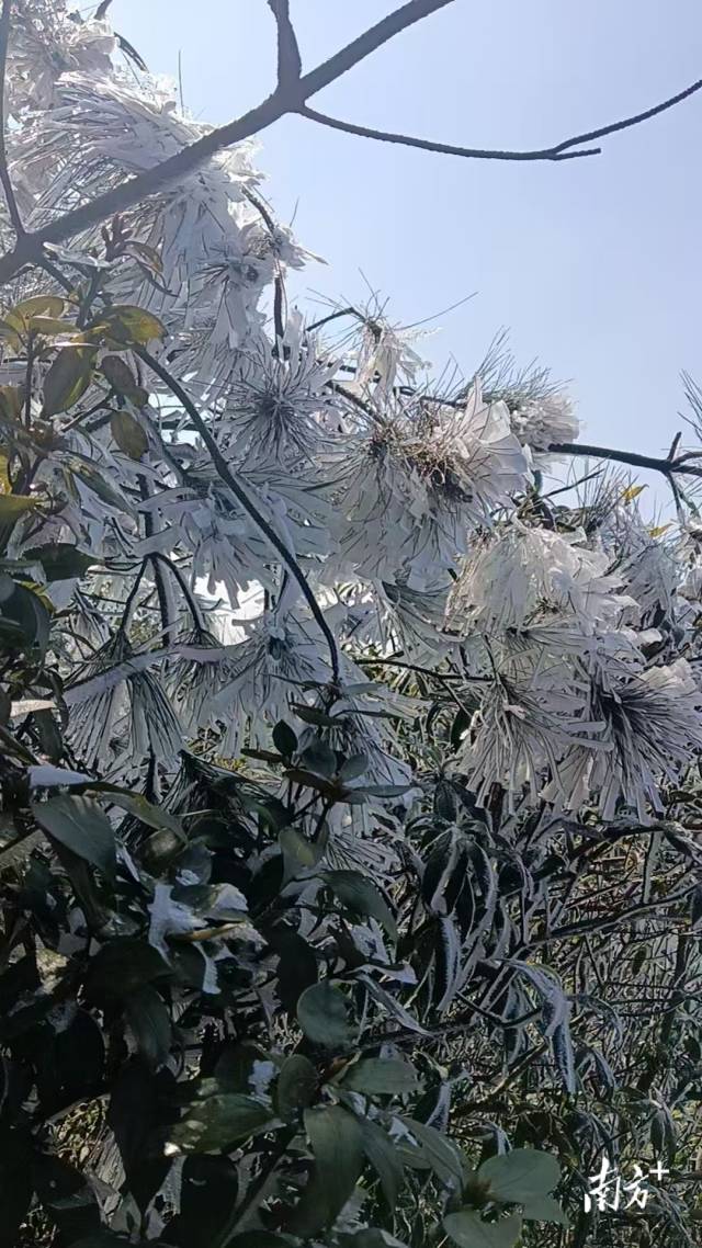 廣東2025年第一場“雪”來了