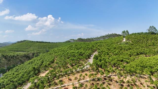 零散撂荒的流转后变身沉香基地