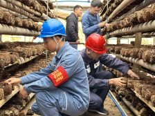 “驻”入电力！南雄邓坊镇香菇产业迎来发展新机遇｜驻在千镇万村④