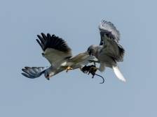 视频｜眼红！江门这个“三胎家庭”竟被“监视居住”