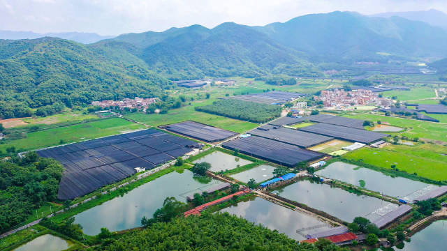 石狗镇兰花种植面积近万亩