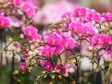 翁源兰花，年花首选