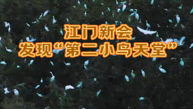 江门新会发现“第二小鸟天堂”