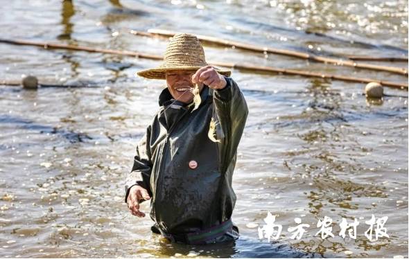 虾产业成为振兴大鳌经济的支柱产业之一。