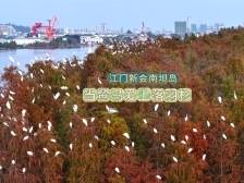 视频｜江门新会南坦岛：当鹭鸟爱上落羽杉