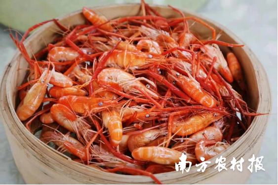新会大鳌对虾。图片来源：江门文旅