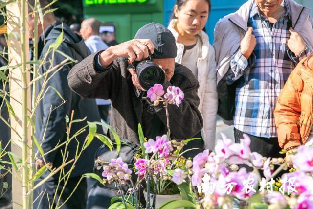 不少摄影爱好者，将镜头对准第一年花——翁源兰花。