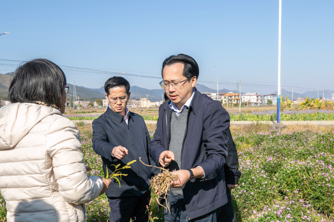 刘棕会（右一）详细了解罗定市紫云英种植情况。工作广东