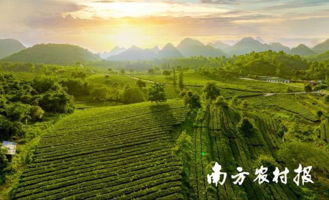 英德茶园生态环境优越。