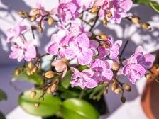 南农晨读 | 翁源兰花陪您过大年