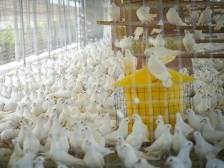 你知道吗，“兴宁鸽”的养殖历史已有400年 | 聊聊“兴宁鸽”