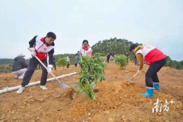 佛山市明农乡村发展基金会通过植树造林活动助力绿美高明生态建设“八大行动”。