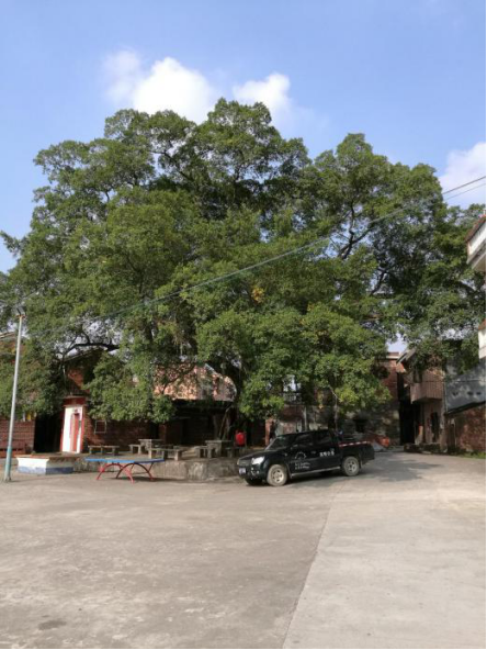 位于佛山市高明区明城镇明南村古柳村的百年古榕树。