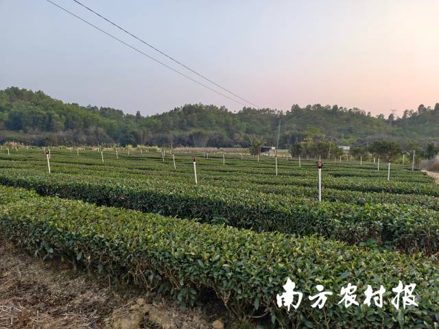 高美村青之源茶业种制技术实验基地