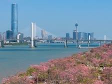 王彦：横琴政策体系“四梁八柱”的“建筑师”｜横琴探路人⑧