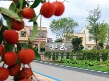 以赛入局，短剧经济如何点亮茂名乡村？