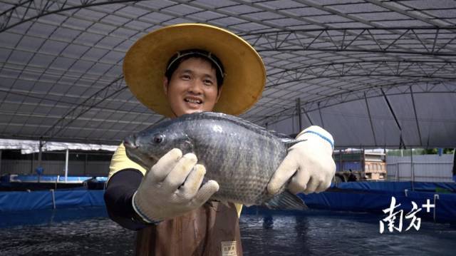 漁民展示茂名羅非魚,。