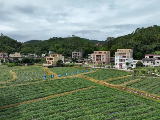 自2022年开辟50亩试验田以来，香薯种植规模逐年扩增，至2024年，种植面积已拓展至200多亩。  受访者供图