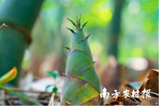 西牛麻竹笋，蔬中第一珍。