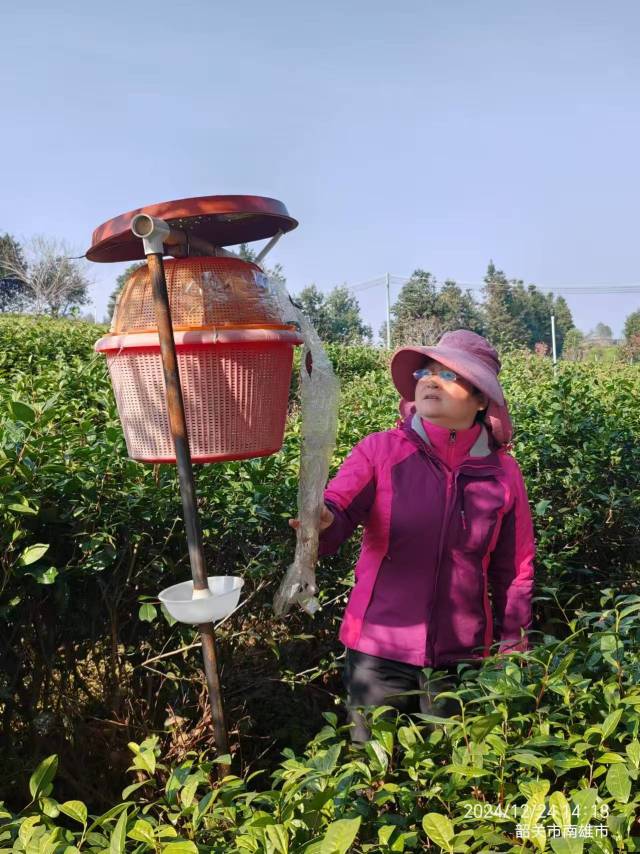 贺爱兰利用专业技能，积极参与韶关茶产业的指导与服务工作。  受访者供图