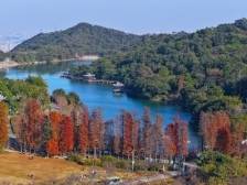 视频｜请到江门赏冬：禅意浪漫，首选新会圭峰山