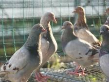 “一鸽胜九鸡”背后的营养真相！解锁兴宁鸽的健康密码 | 聊聊“兴宁鸽”