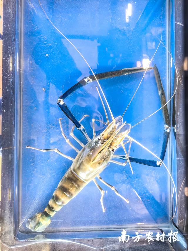 虾农朱崇虎选送的参赛虾获得首届罗氏沼虾“虾王”称号，全长51厘米，重达338克。