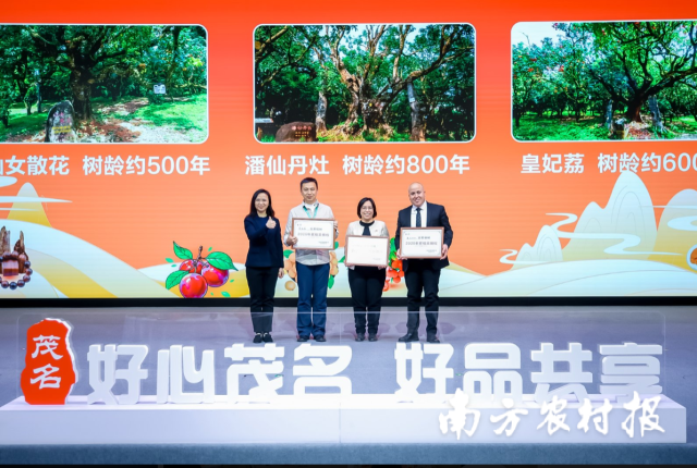 首批荔枝古树认购环节