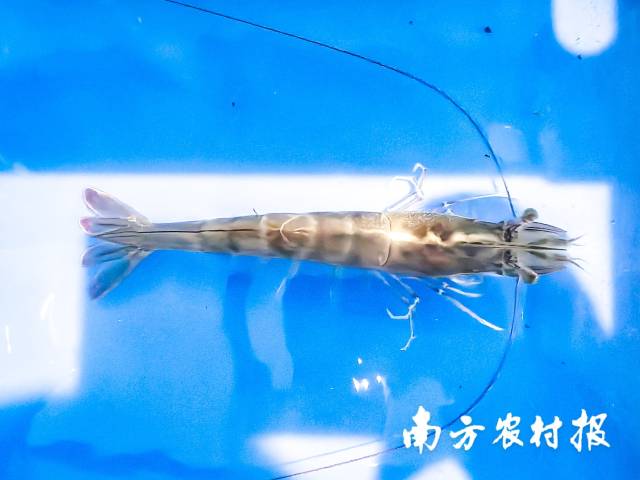 虾农冼土有选送的参赛对虾获得首届新会对虾“虾王”称号，全长43厘米，重达100克。