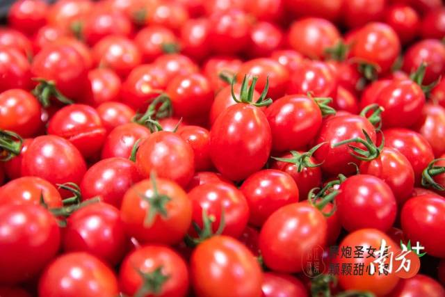 界炮圣女果素来以品质上乘、鲜嫩多汁、皮薄肉脆闻名。