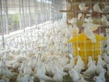 “兴宁鸽”飞进大湾区，点亮广州塔