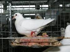 母爱如“鸽”的背后竟是如此动人的真相 | 聊聊“兴宁鸽”