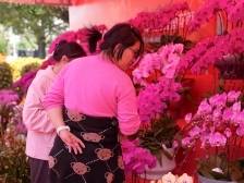 逛花市、赏年俗、品美食......松山湖的年味“溢”出来了