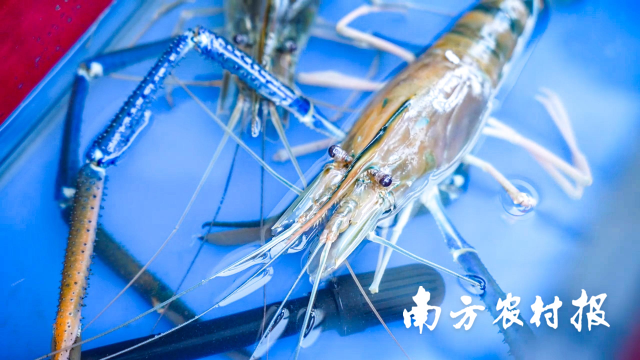 新会虾体大味鲜。