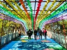 焕新开园，三水荷花世界全面免门票！