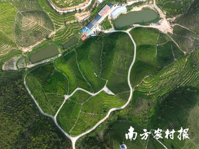 揭西县大洋乡高山茶区