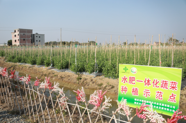 怀集大岗镇的浪美家园示范基地内的水肥一体化蔬菜种植示范点。
