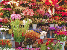 ​攻略来了！广州科普花市百余项活动邀你共襄“新春家宴”