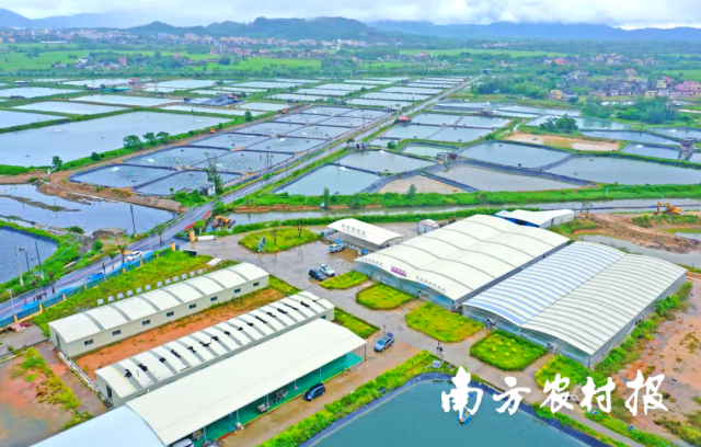 阳东区众富水产养殖专业合作社，自2021年6月成立以来，便以其210亩的广阔占地面积和丰富的水产品种苗培育与养殖业务，成为大沟镇现代化渔农业合作社的佼佼者。