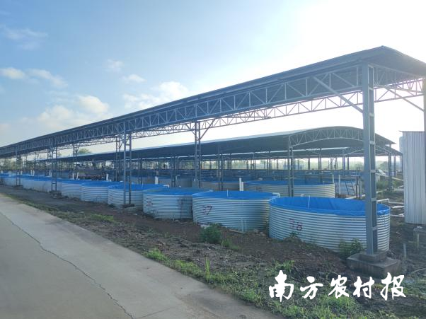 东滘村明业水产养殖专业合作社内的吊水池。